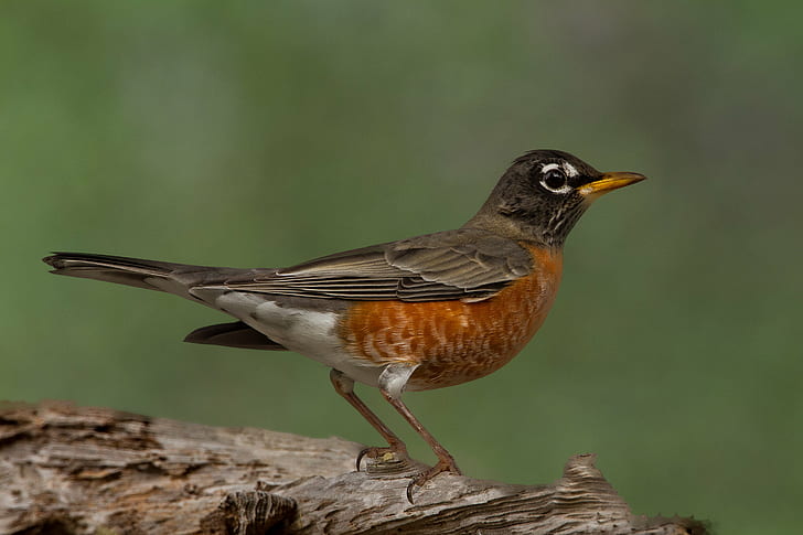 American Robin, Female, untitled, Babcock, american robin, Webb