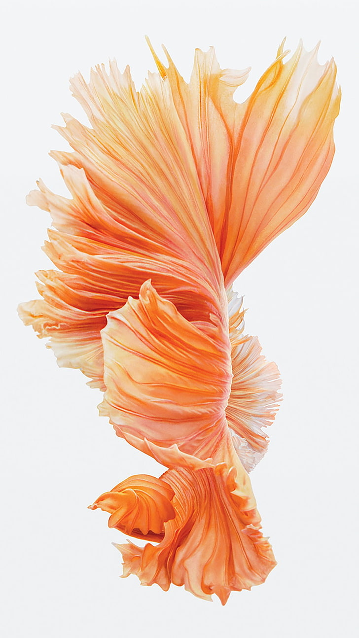orange and pink flower arrangement, iOS, Ipod, iPad, iPhone, fish, HD wallpaper