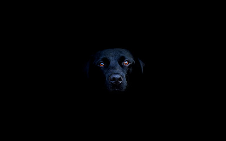 Dark, Breed dog, Labrador Retriever, Black Labrador, HD wallpaper