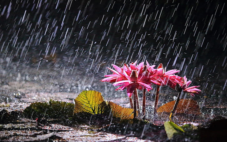 Pink water lilies in heavy rain, 6 pink petaled flowers