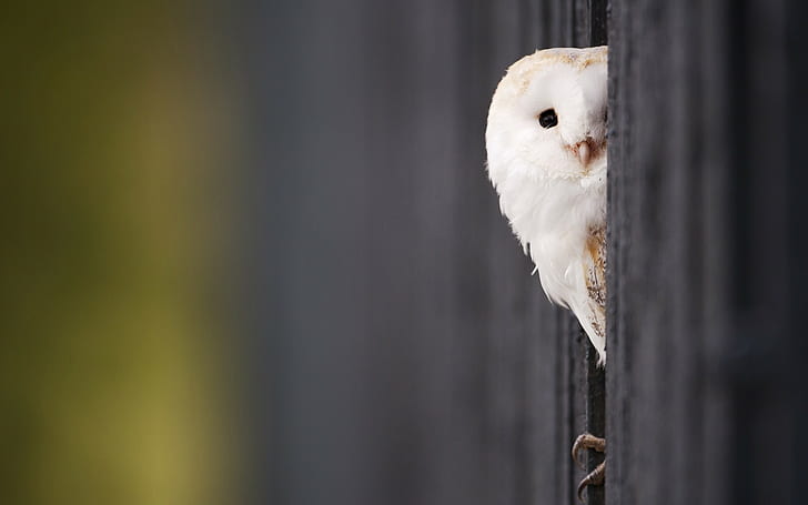 HD wallpaper: Owl Bird Macro HD, white barn owl, animals | Wallpaper Flare