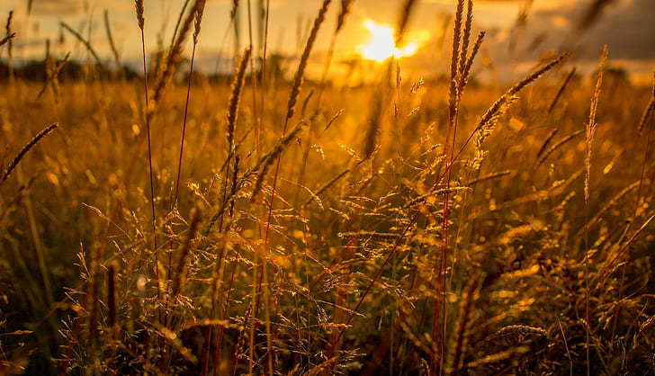 brown grass at sunset, glow, day, texture, sun light, meadow, HD wallpaper