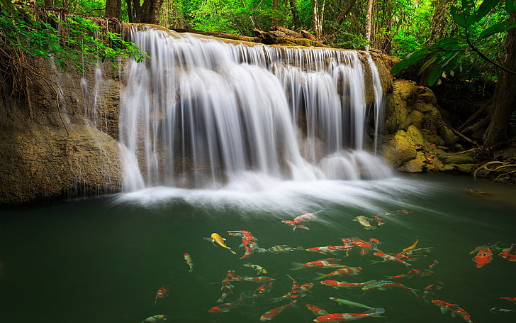timelapse photography of waterfalls, greens, fish, carp, nature, HD wallpaper