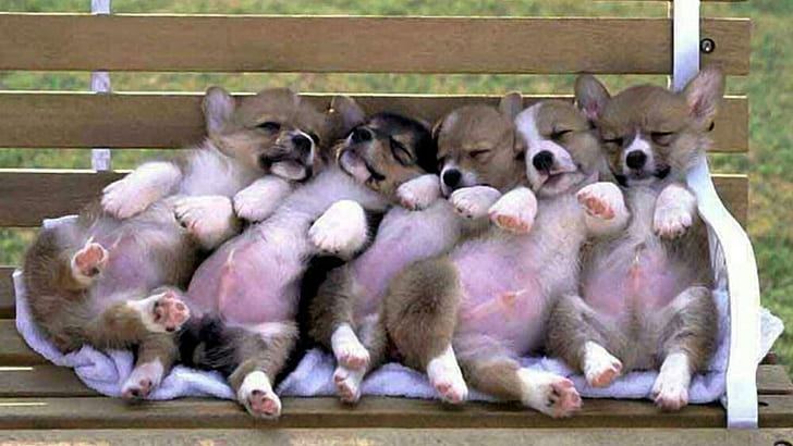 Cute Funny Puppies, gray and black short coat puppies, animals