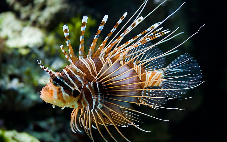 brown, yellow and black lionfish, animals, underwater, exotic, HD wallpaper