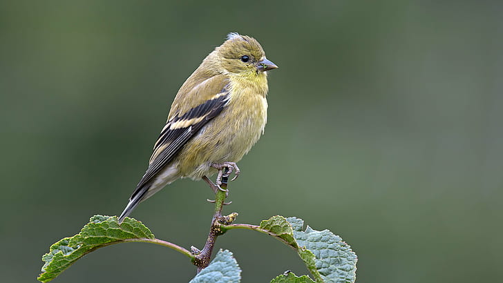 brown and black bird on brown branch, american goldfinch, american goldfinch, HD wallpaper
