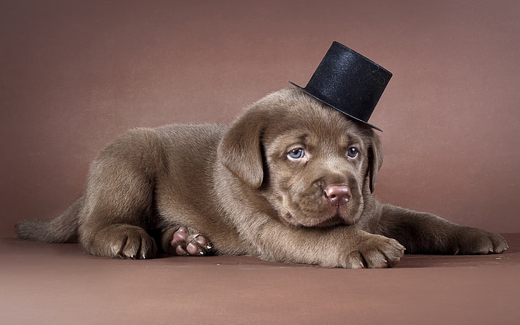 chocolate Labrador retriever puppy, hat, dog, pets, animal, cute