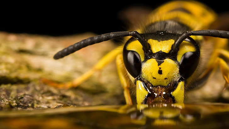 yellow and black insect, animals, wasps, animal themes, one animal