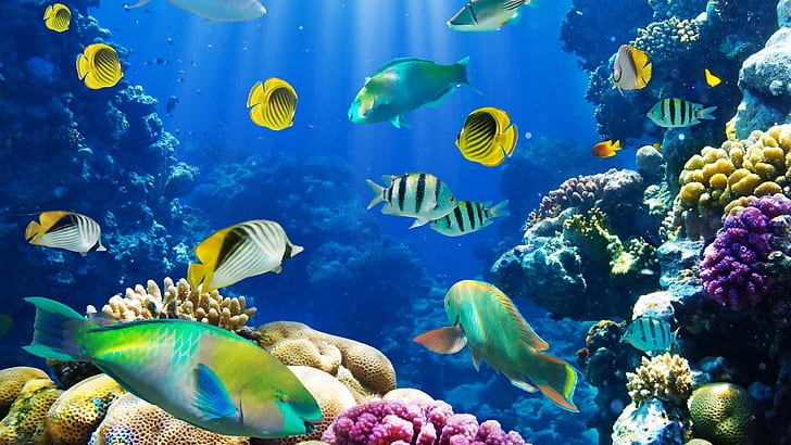 nature fish coral reef exotic Animals Fish HD Art, HD wallpaper