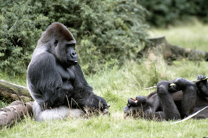 two black gorillas, africa, grass, primate, ape, wildlife, animal