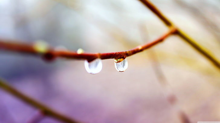close-up photography of plant stem with dew, closeup, water drops, HD wallpaper