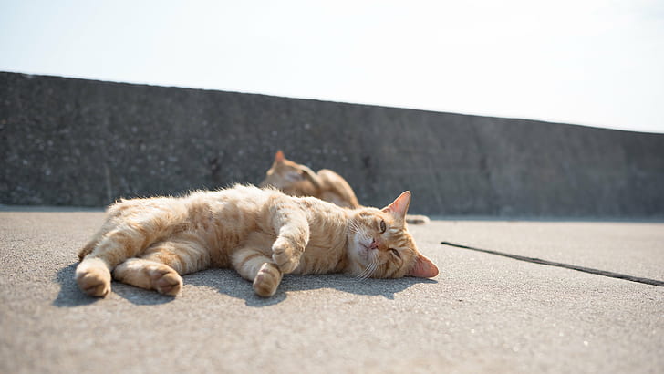 brown tabby cat, from the hot afternoon, NIKON  D750, Japan, ネコ, HD wallpaper