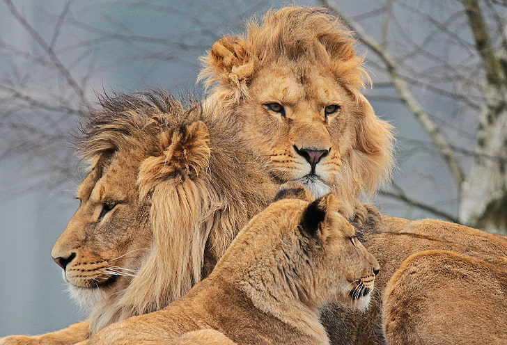 HD wallpaper: lions, lioness, Trinity, Swedish family | Wallpaper Flare