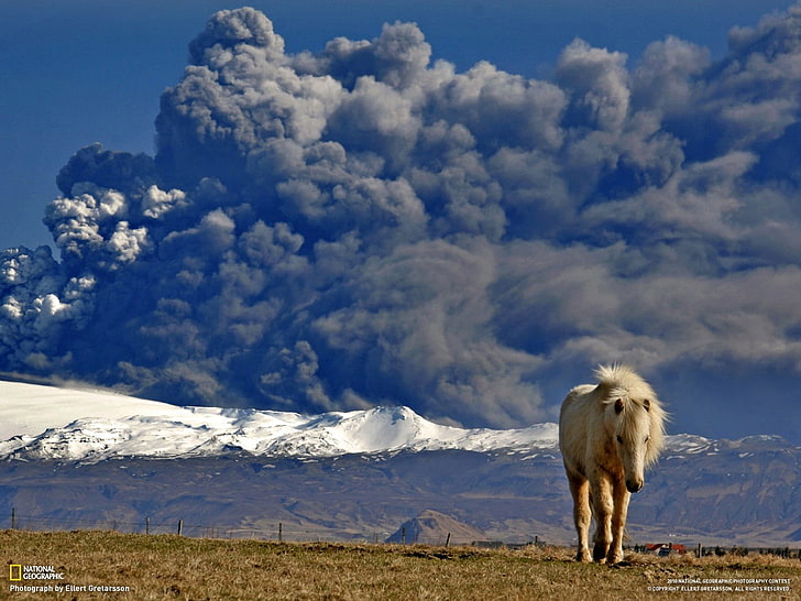 beige horse, National Geographic, volcano, ash, Iceland, animals
