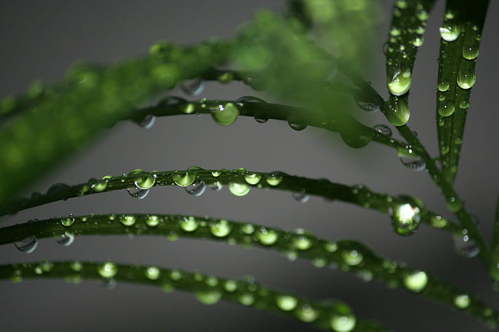 macro photography of green plant with dew drops, nature, bird