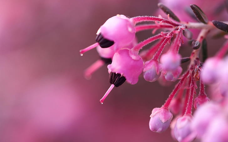 Pink flowers bloom, spring, HD wallpaper