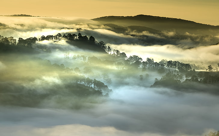 Morning Fog, Forest, Vietnam, silhouette of trees, Asia, Travel, HD wallpaper