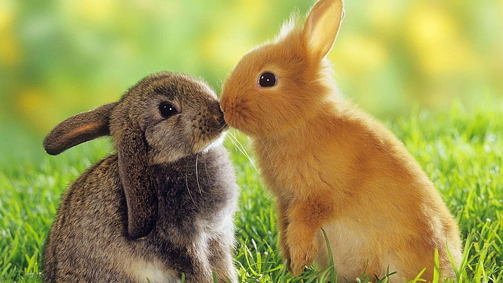 two brown and orange rabbits, grass, animal, animal themes, mammal, HD wallpaper