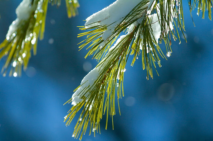 green pine tree leaf closeup photography, snow, macro, pine trees