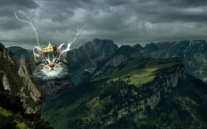 gray tabby kitten illustration, cat, animal, one animal, animal themes, HD wallpaper