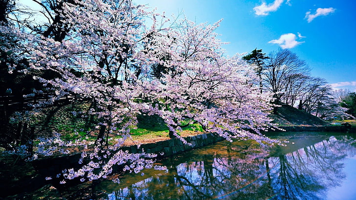 nature, cherry blossom, tree, flower, beauty in nature, flowering plant
