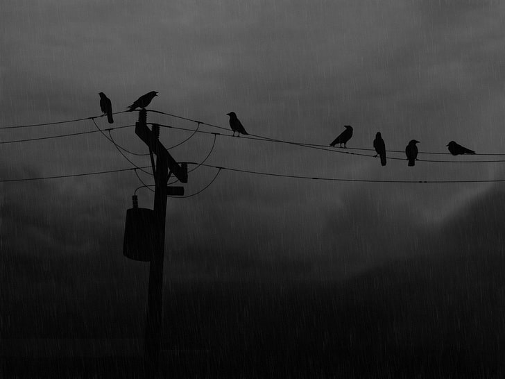 power lines, birds, rain, silhouette, utility pole, sky, animals in the wild