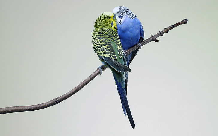 two blue and green parakeets, parrots, couple, budgies, branch