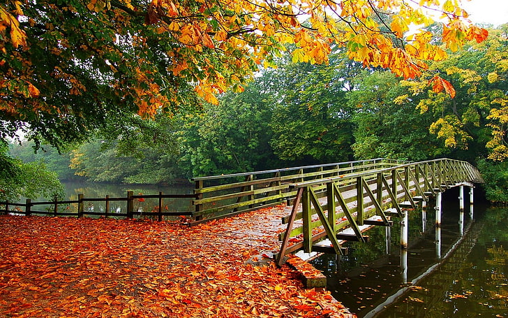 nature, landscape, leaves, fall, trees, bridge, walkway, river, HD wallpaper