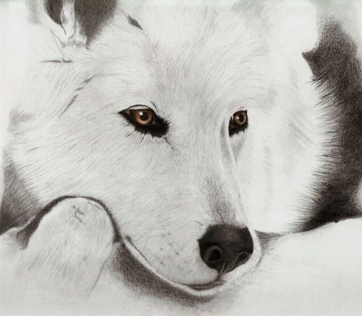 wolf, white, drawing, HD wallpaper