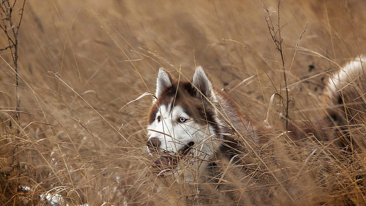 Siberian husky, Dog, HD wallpaper