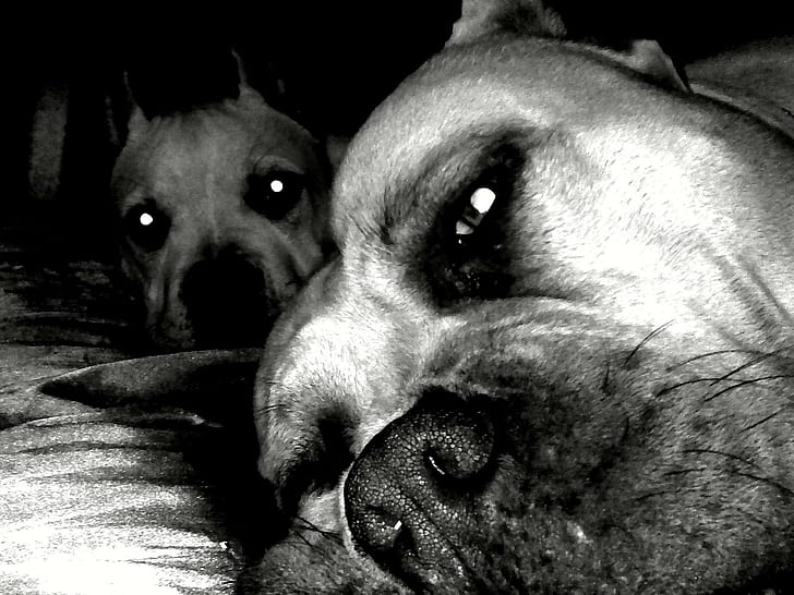 Pit Bulls Lounging, pit-bull, dogs, animals