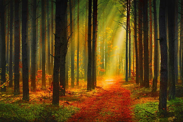 The sun rays in forest, Autumn, trees, footpath, the suns rays, HD wallpaper