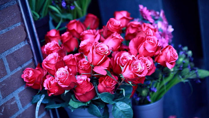red rose arrangement, roses, flowers, much, pot, wall, bouquet, HD wallpaper