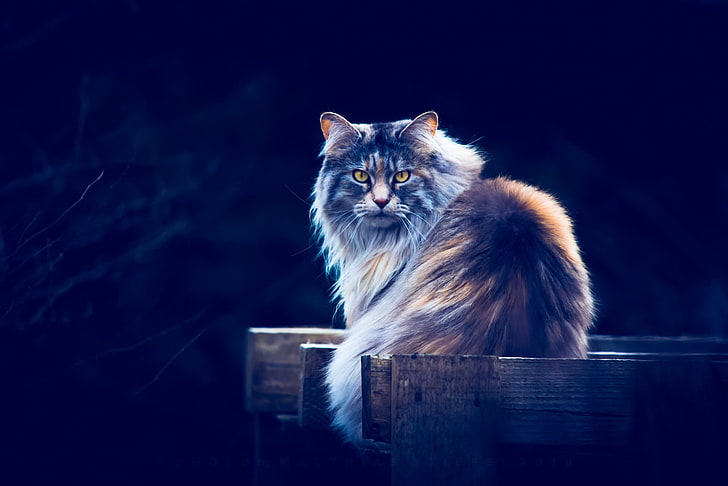 brown maine coon, animals, cat, yellow eyes, blue background, HD wallpaper