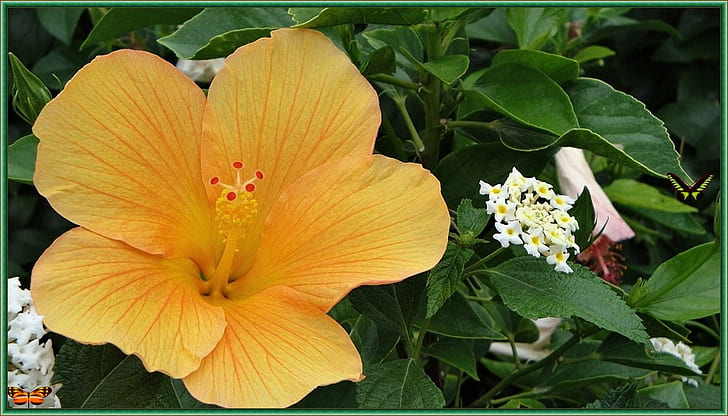 petit fleur, rosa-day, paul-anka, yellow-garden, peppino-di-capri, HD wallpaper