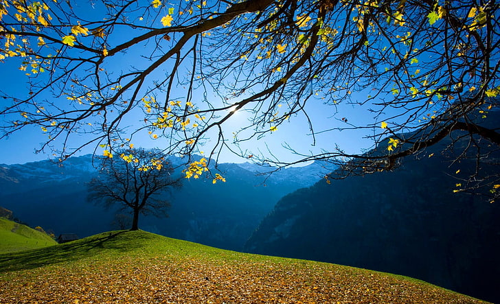 green tree and mountain, green leafed trees under sunny sky, nature, HD wallpaper