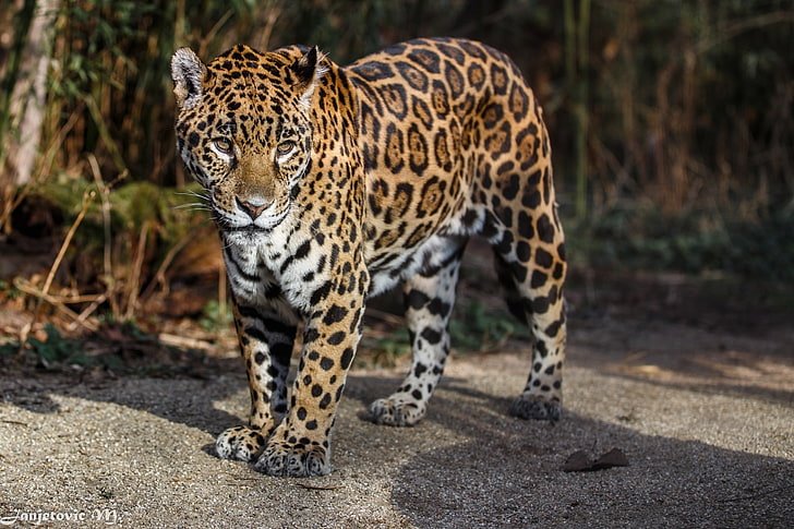 adult leopard, jaguar, wild cat, predator, spots, wildlife, animal, HD wallpaper