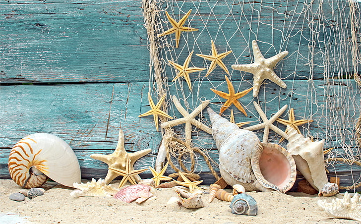 assorted shells, sand, beach, tree, mesh, wood, marine, stones, HD wallpaper