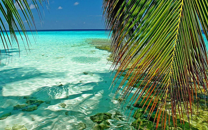 green palm tree, nature, landscape, Maldives, tropical, sea, palm trees, HD wallpaper