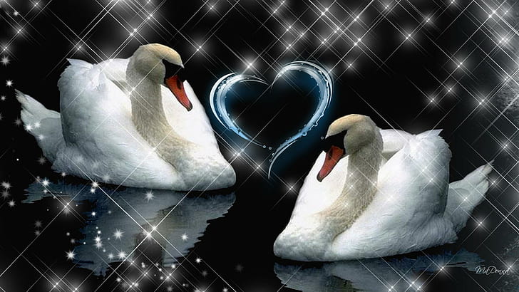 Till Death Do Us Part, swimming, swans, stars, romantic, heart, HD wallpaper