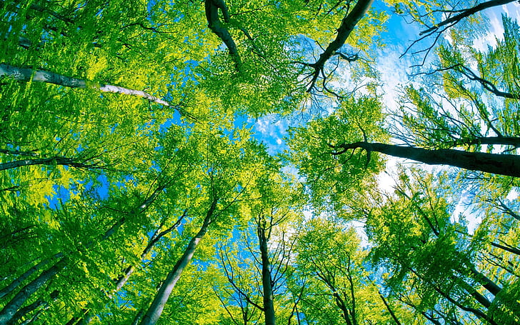 Forest trees green paradise