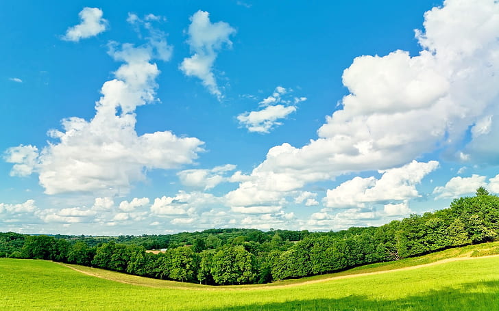 Trees, grass, blue sky, white clouds, summer