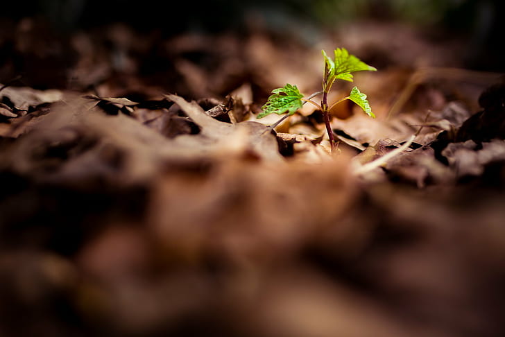 green sprout on dried leaves selective focus photography, Sir, HD wallpaper