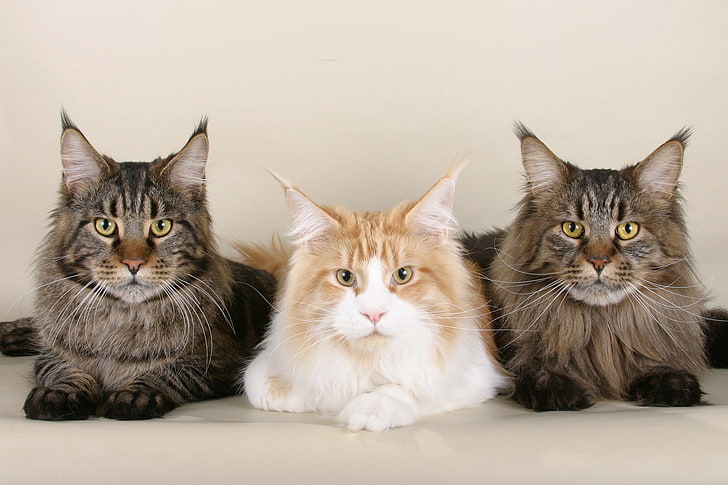 three long-haired gray and brown cats, maine coon, beautiful, HD wallpaper