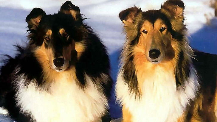 2 Collies, pets, dogs, puppies, nature, animals, HD wallpaper