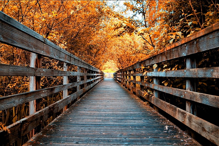 blue wooden bridge, nature, landscape, fall, road, trees, walkway, HD wallpaper
