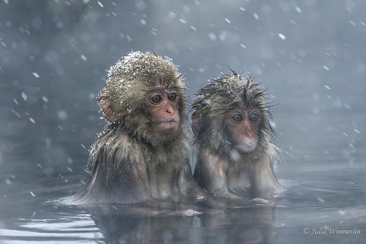 Monkeys, Japanese Macaque, Animal, Baby Animal, Cute, Snow, HD wallpaper