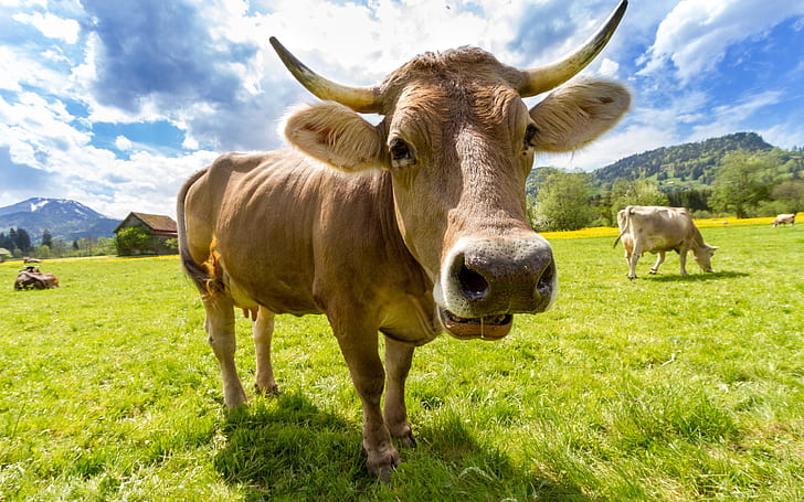 animals, agriculture, farm, cow, livestock, swiss, dairy cattle