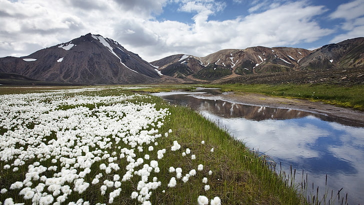 white petaled flower field, Iceland, landscape, nature, river, HD wallpaper