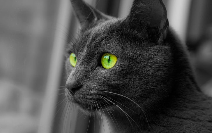 cat, animals, monochrome, selective coloring, green eyes, animal themes